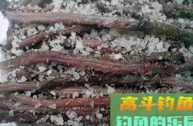 沙蚕这样用，专门钓淡水鱼，连杆爆护一点不难