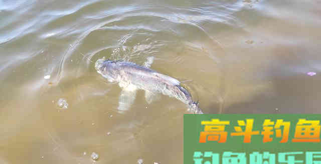 开饵方法稍作调整，不会钓鱼的也能爆钓鲢鳙