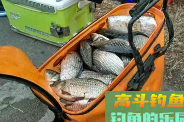 春天对付大板鲫，唯独这饵料用法才最靠谱