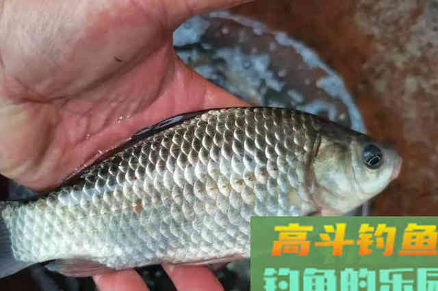 这4种天然小药，简单实用，关键鲫鲤鱼特爱吃