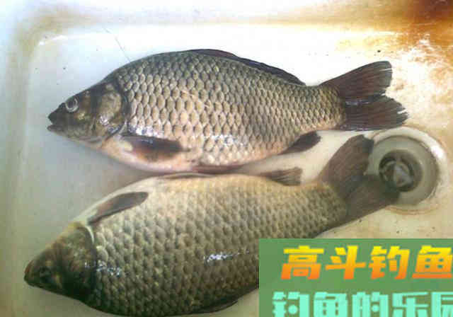 鲫鲤通杀鱼饵配方公开，钓鱼用它旁边钓位鱼都不开口