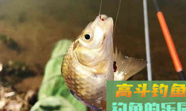 自己做窝，专钓大鲫鱼