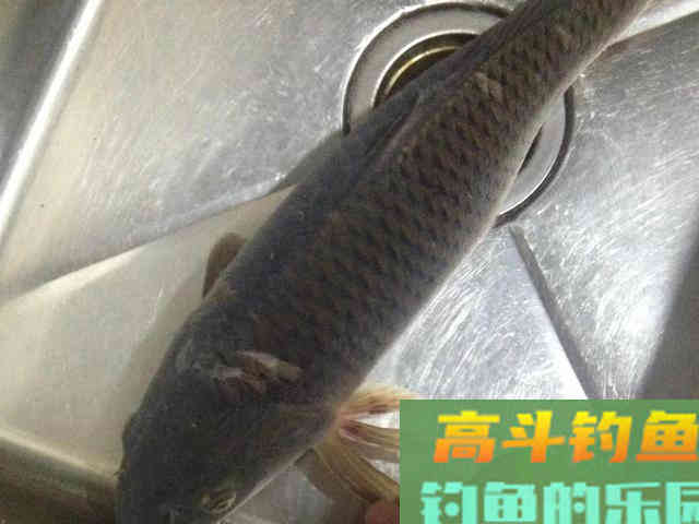 最好不要钓这三种鱼，聪明的钓鱼人都躲着跑