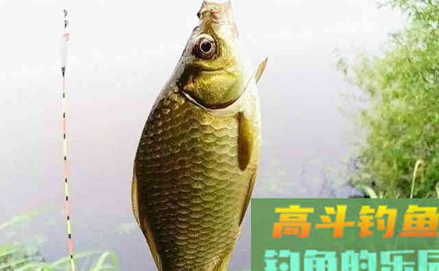 影响渔获的关键，不在于调钓和窝料，而是它们
