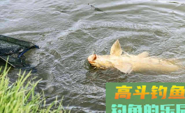 这类饵料即将统治黑坑，但千万不要用来野钓