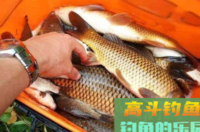 这鲤鱼饵我收藏了二十年，说了别不信，试用一次就过了瘾