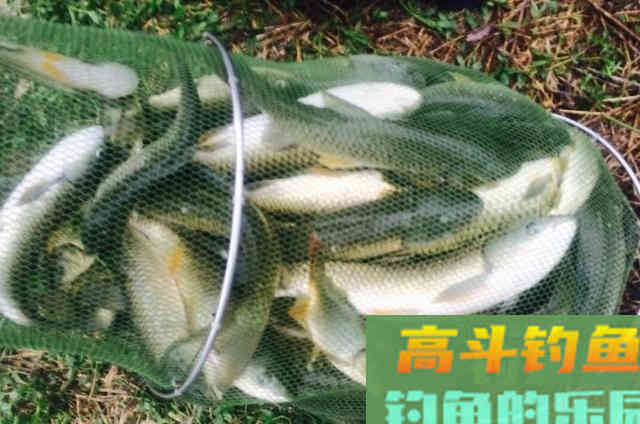 立秋过后，不知用这草鱼饵有多过瘾
