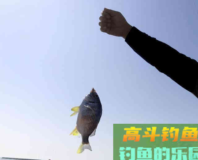 水中有鱼，就是不咬钩，这该怎么破