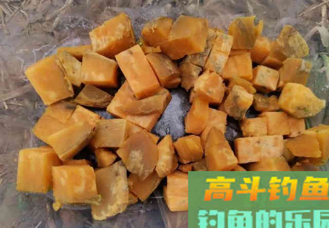 钓不到鲤鱼是你没用对窝料！这种粮食是大鲤鱼的最爱
