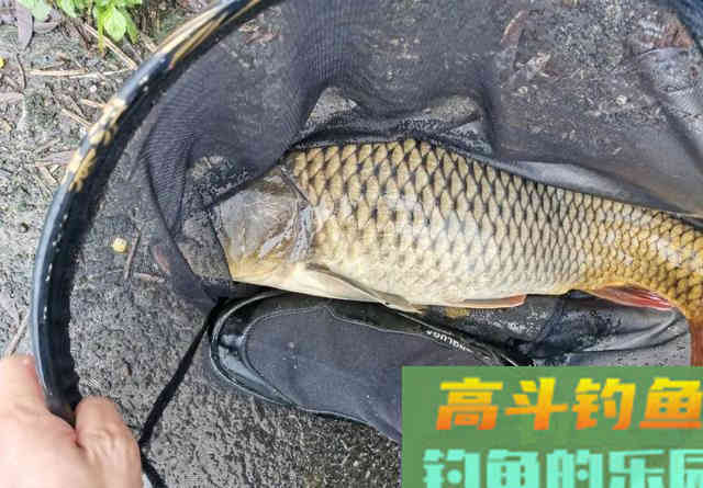 红薯做钓饵这样加工一下，不仅能钓到鲤鱼，还能兼顾大鲫鱼