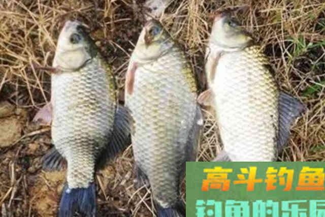 大板鲫最爱吃的饵料，制作简单又省钱