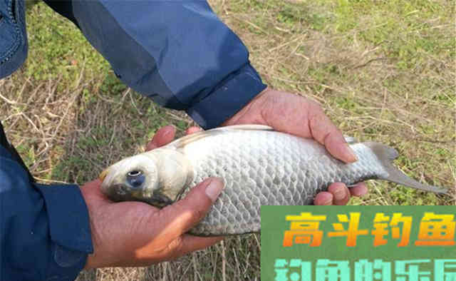 天气转凉，饵料中加点这东西，鲫鱼最喜欢