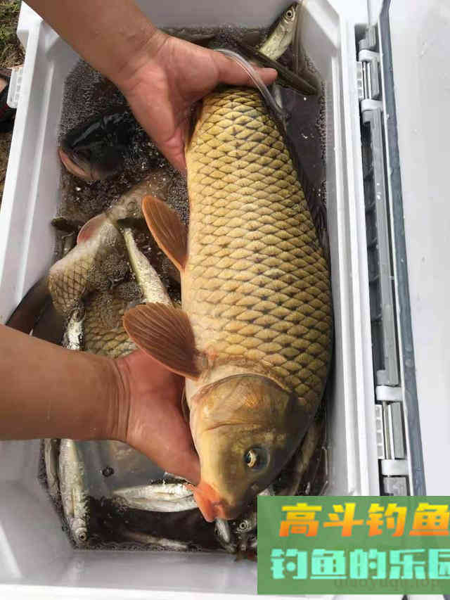浅谈野钓打窝的散与聚，避开吃窝不吃饵的尴尬