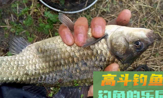 大蒜这么处理，入冬后用来钓鲫鱼，比用蚯蚓效果好