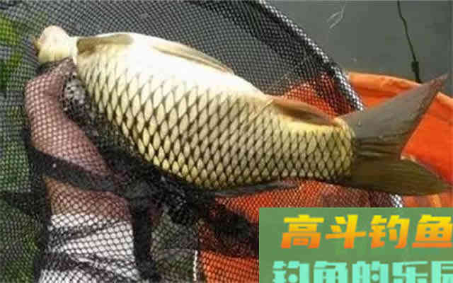 秋季野外钓鲤，钓饵效果最好的，还得是蚯蚓