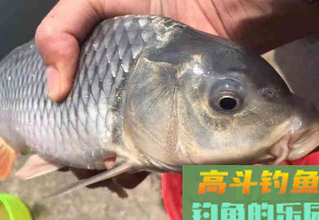 秋天钓鲤鱼，你可以这样搭配饵料，又简单又省钱