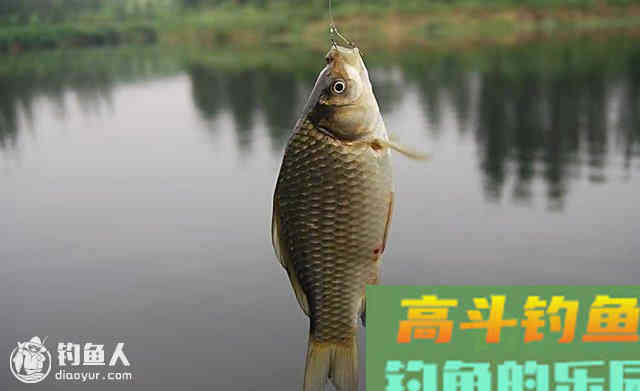 适合春季钓鱼的化氏饵料推荐