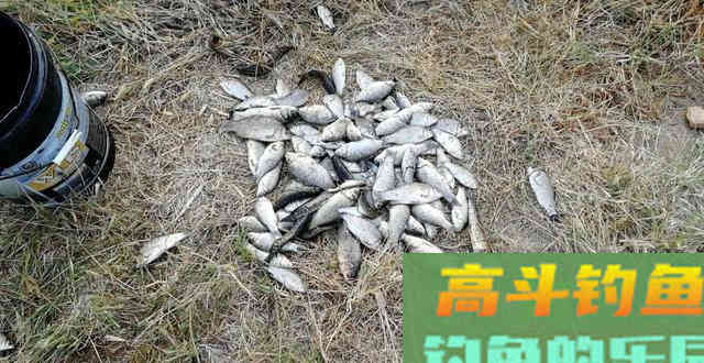 学会这款自制中药酒米，再也不用买了