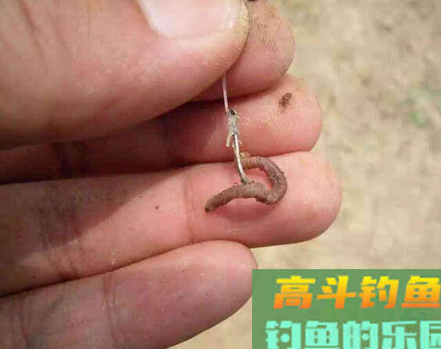 蚯蚓不鲜活，用这两个方法处理一下