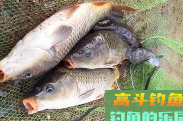 一般小药真比不上这鲤鱼饵