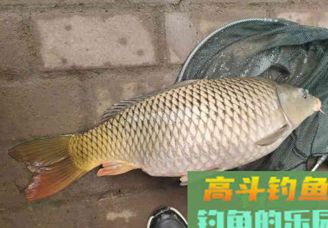 窝中来了大鱼，这几个坏习惯要改改