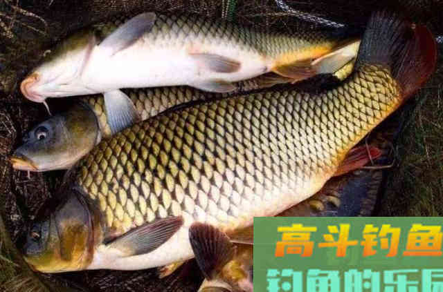 钓了半天，鲤鱼都不吃饵？那是你没试过这特效饵