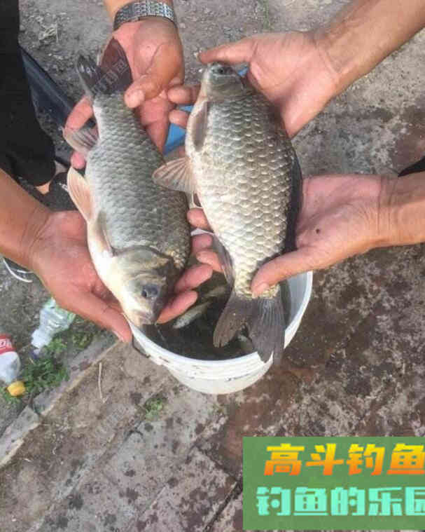 用什么打窝容易上大鲫鱼？我来告诉你