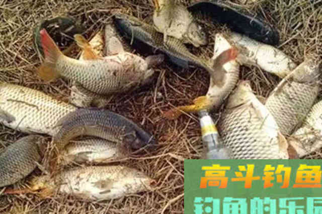 头一次用这鲤鱼饵就过了瘾，据说高手们都偷偷尝试