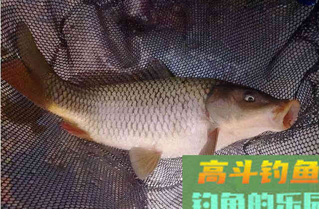 配饵时做到这几个要素，冬天钓鲤鱼，效果还是很不错的