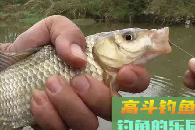 大板鲫钓了三十多年，唯独这饵最管用