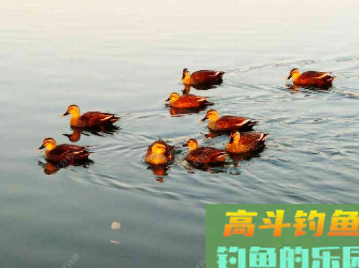 冬钓实操注意的细节，调漂与用饵的技巧