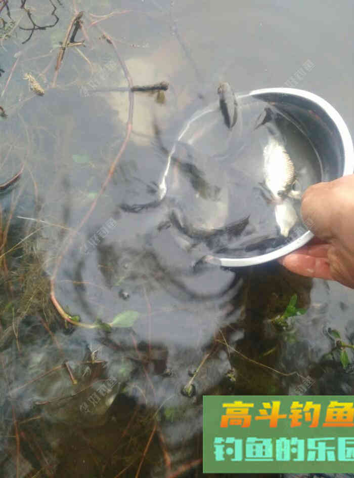 [春季放流]江湖猎人饵料，果然名不虚传