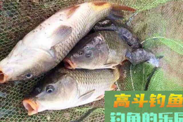 这鲤鱼饵果然来头不小，渔具店老板都在偷偷用