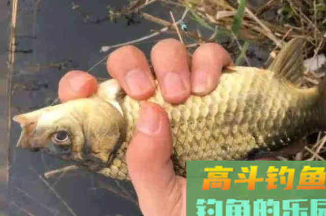 黑漂却总钓不上鱼？知道这4个调整方案的人绝不简单