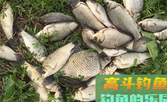 轻口鱼、滑口鱼、生口鱼，鱼口表现不同，调漂完全不是一个路数