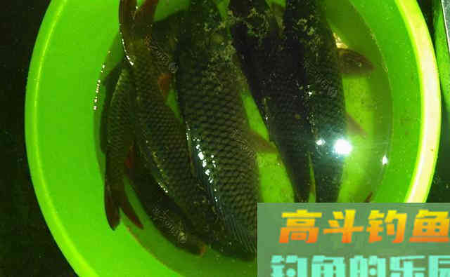 钓鱼米是鸡肋，对钓鱼帮助不大？答案并非如此