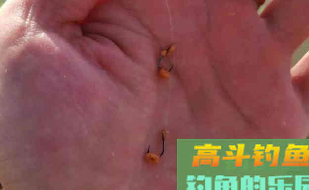 鱼儿喜欢什么样的饵料？要满足这些方面