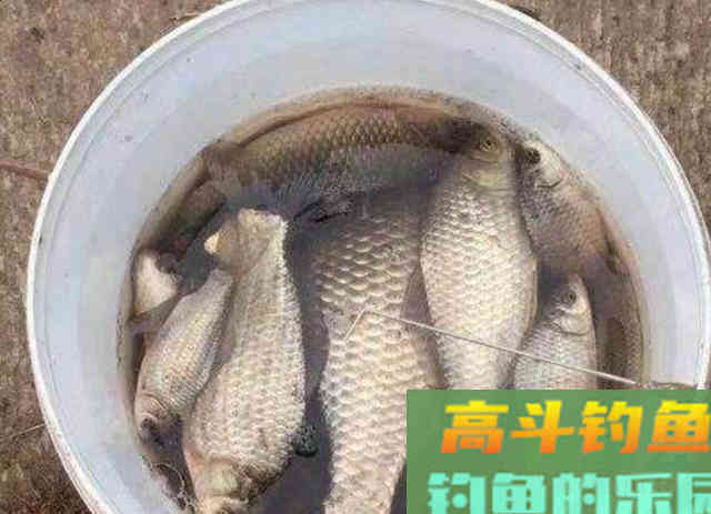 天气冷，鱼获少的可怜？按我说的套路钓，一周六次都嫌少