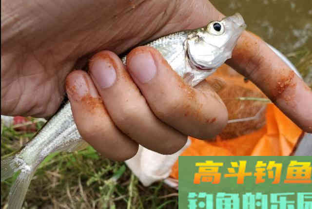 为什么别人能连竿，你却钓不到鱼