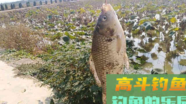 春季野钓用饵有妙招，这招用得好，不愁没渔获