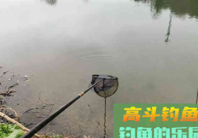 刚放生的鱼不会咬钩？恰恰相反，刚放生最好钓的