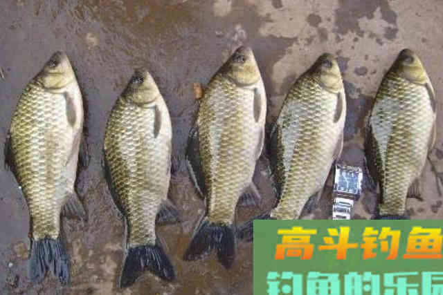 水底有草就收竿不钓？这3个破解招式，简单实用