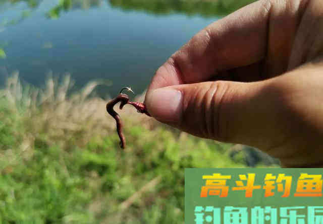 这是制作小麦窝料最简单的方法！成本才1块钱
