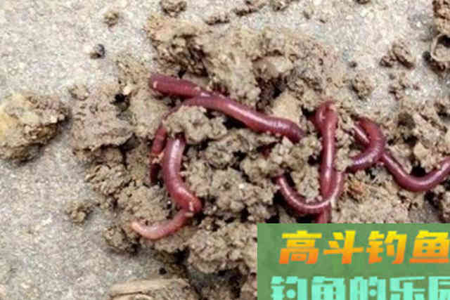 冬钓时，大板鲫总不咬钩，果断添加这辅料