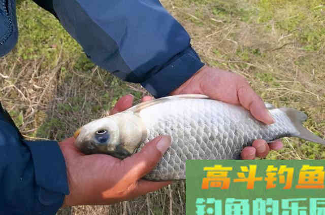 天一冷，老钓手就喜欢用这鲫鱼饵