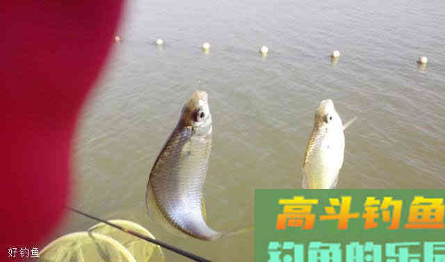 丸九究竟有何神奇之处，为何可以卖那么贵