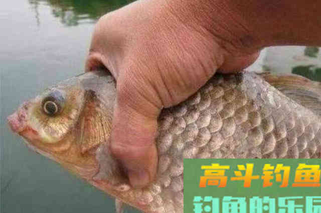 三伏天太热，大板鲫唯独钟爱这饵料