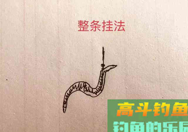最常见的三种蚯蚓挂钩法，实践检验第三种上鱼效果就是好