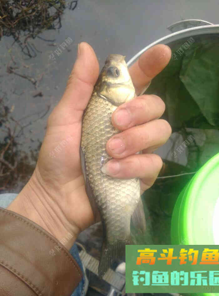 [春季放流]江湖猎人饵料，果然名不虚传