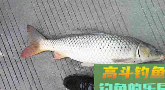 大蒜能不能钓鱼，适合钓什么鱼？我告诉你